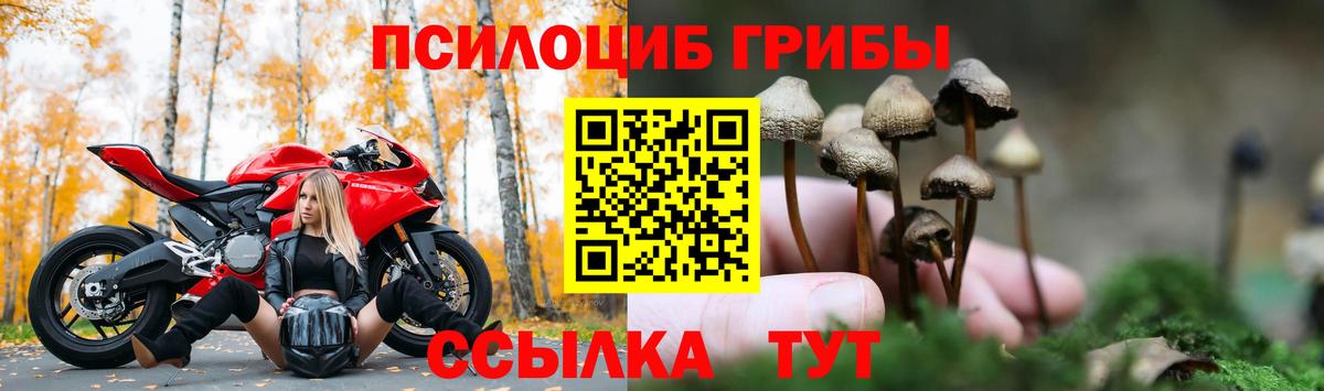 Алатырь  Псилоцибиновые грибы Psilocybe  купить   Вход с VPN 